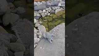 Invisible Squirrel on the Rock