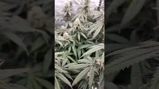Holy Smoke by Greenpoint Seeds