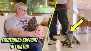 Old Man Gets Rid Of His Depression With His Emotional Support Alligator