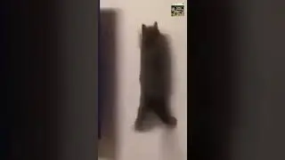 Cats Making Weird Sounds 😹 | Try Not to Laugh Challenge #comedypets #laughwithpets