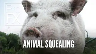 Animal Squealing | Animal sound effects | ProFX (Sound, Sound Effects, Free Sound Effects)