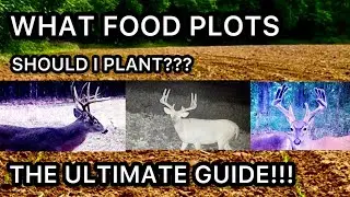 WHICH FOOD PLOTS DO DEER EAT THROUGHOUT THE ENTIRE YEAR? A YEAR AROUND TIMELINE OF FOOD PLOTS 4 DEER