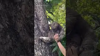 Beb&eacute; perezoso se reencuentra con su mam&aacute;