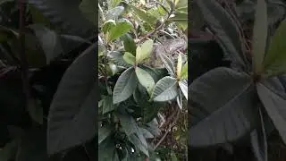 This morning i see a big iguana just relaxing on my fruit tree 