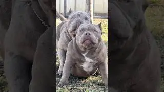 Питомник БРУТАЛ БУЛЛИ +79955969901 #puppy #funny #americanbully #bully #булли #собака