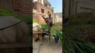 #village life #punjab#culture #farming #shorts