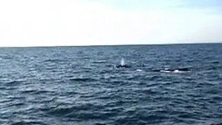 whaleswatching