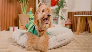 Camas para perros de talla grande en Petco