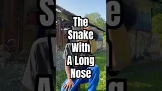 Why does this snake species have a long nose?