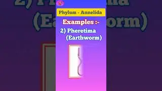 Phylum Annelida || Animal Kingdom || Examples || Scientific name with Pictures || NEET 2025