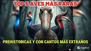 TOP 5 Aves Dinosaurios | P&aacute;jaro fantasma, Picozapato, Casuario, Campanero blanco, Calao terrestre...