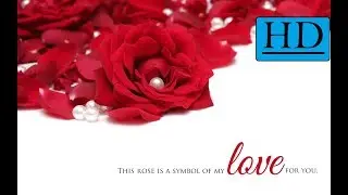Valentine Week Special [ Rose Day ]  Top Fascinating Facts About ROSES .