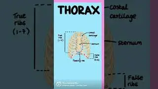 HOW TO REMEMBER ANATOMY! THORAX