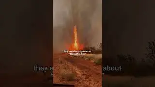 Shock driving in Australia 🇦🇺😬