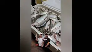 OVER 200 SKIPJACKS  CAUGHT #baitfishing #kentuckydam #SKIPJACKHERRING #goviral #fishing