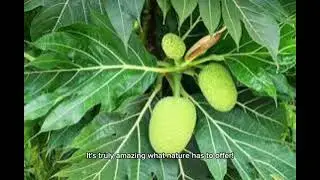 Health benefits of breadfruit leaves