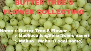 Harvesting Nature's Golden Treasures: The Magic of Mahua Flowers 🌸✨ | Traditional Collecting Secret!