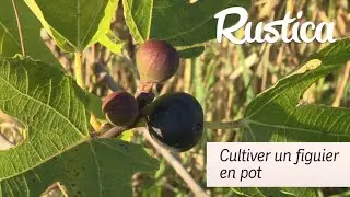 Cultiver un figuier en pot sur un balcon