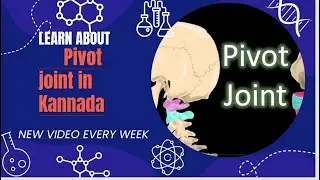 ಪಿವೋಟ್ ಜಾಯಿಂಟ್ [ತಿರುಗಣೆ ಕೀಲು( Pivot joint)] in Kannada