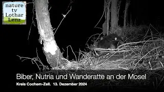 Biber, Nutria und Wanderratte an der Mosel. Kreis Cochem-Zell,  13. Dezember 2024