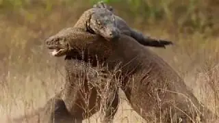 Komodo Dragons Fight