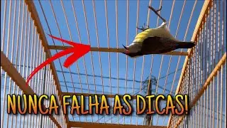 🔥 Sibite - COMO FOGUEAR O SIBITE EM 1 SEMANA! 🔥 (parte 2)