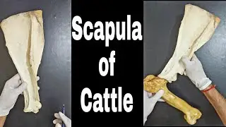 Scapula of Cattle || Practical approach || Simplified ✔|| by Aniket tyagi @Vetstudy