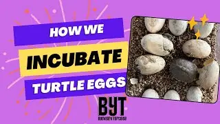 How we incubate turtle eggs
