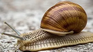 Waw The Magical Slime Trail: The Amazing Benefits and Uses of Snail Slime(cinematic)