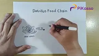 How to Draw Detritus Food Chain