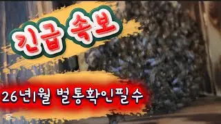 토종벌26년 1월달 위험수위포착!
