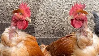 Nouveaux arrivants