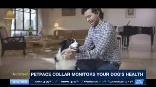 PET PACE COLLAR- TELLS WHEN DOG SICK