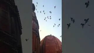 India: Sacred Sites & Spiritual Wisdom #india #inspiration #shortsvideo