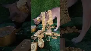 Entertainment videos #puppy #whowillbemylifepartnerta #catentertainment #cute