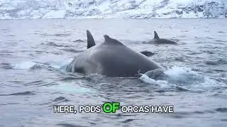 Orcas the wolves of the sea