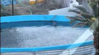 Misty the dolphin at Taiji Dolphin Base left to die alone