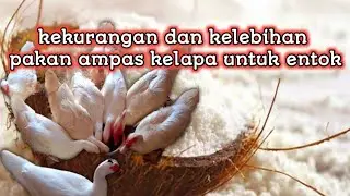 kekurangan dan kelebihan pakan ampas kelapa untuk entok