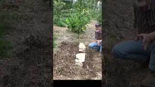 Weeds in the garden are frustrating #garden #homegrowngardens #gardening #growyourownfood