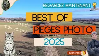 BEST OF 2025 d'observations de la faune sauvage &agrave; l'aide de cam&eacute;ras pi&egrave;ges photo :  les chats.
