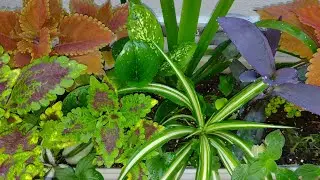 #jardineiras estão lindas com as #plantas @aLfc
