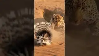Leopard vs Porcupine  A Painful Hunt Inside Survival Showdown #wildlife #nature #predator