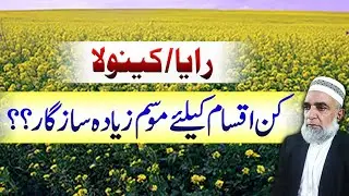 Feasibility for early sowing of Raya and Canola due to changing weather || Crop Reformer