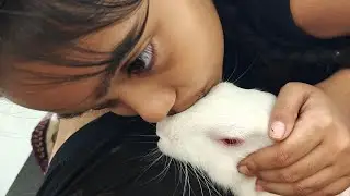 Radha Krishna Pets 🐇 | Cute Rabbit Shorts & Care Tips