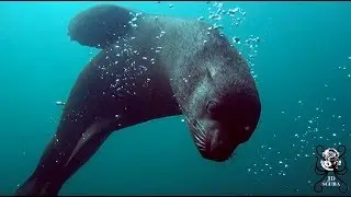 Patridge point seal rock dive, False Bay, South Africa