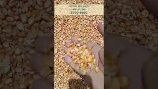 PAR: Pattoki Ghalla Mandi Maize Rates