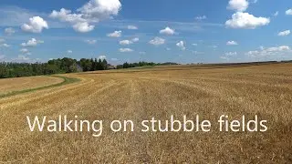 Walking on Stubble Fields | 4k Nature Videos with Relaxing Footsteps Sound Effect & Nature Ambience