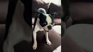 Dutch the funny little Boston Terrier