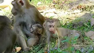 Abandoned Baby Thor and Amanda Is Growing up, Look Lovely Monkey