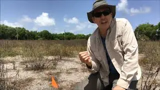Florida in Focus - Wire Grass